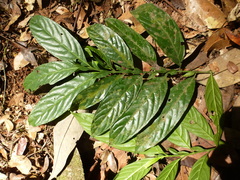 Monosalpinx guillaumetii