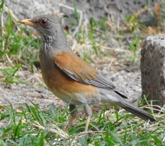 Turdus rufopalliatus