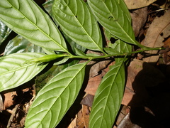 Monosalpinx guillaumetii