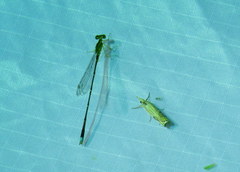 Enallagma vesperum
