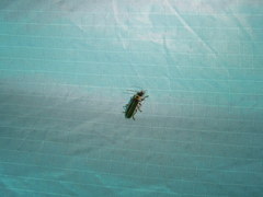 Podabrus appendiculatus