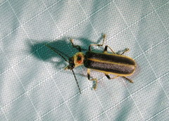 Podabrus appendiculatus