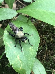 Laphria divisor