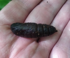 Smerinthus ocellata