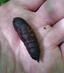 Smerinthus ocellata