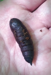 Smerinthus ocellata