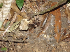 Proshapalopus amazonicus