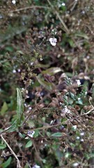Veronica anagalloides