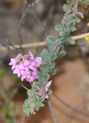 Indigofera mauritanica