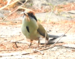 Momotus mexicanus