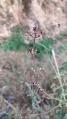 Scrophularia lyrata