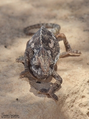 Chamaeleo chamaeleon chamaeleon