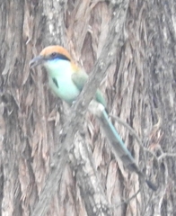 Momotus mexicanus