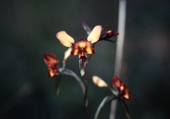 Diuris amplissima