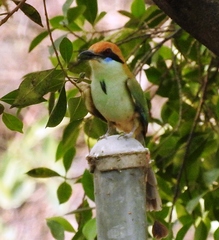 Momotus mexicanus