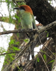 Momotus mexicanus