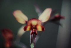 Diuris amplissima