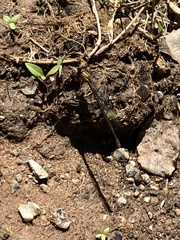 Phanogomphus lividus
