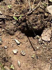 Phanogomphus lividus