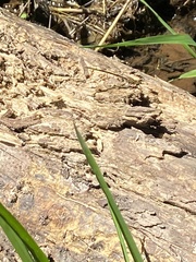 Phanogomphus lividus