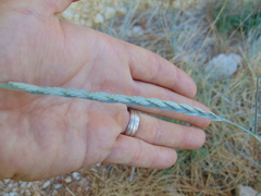 Elymus pycnanthus
