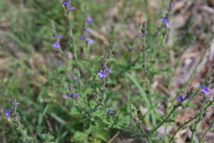 Verbena plicata