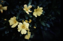 Hibbertia cuneiformis
