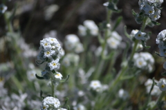 Oreocarya spiculifera