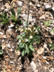 Valeriana acutiloba