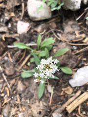 Valeriana acutiloba