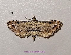 Sufetula