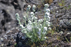 Oreocarya spiculifera