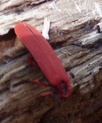 Dictyoptera simplicipes