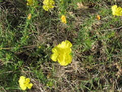 Oenothera macrocarpa