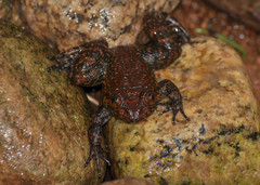 Spinular Night Frog photo 2