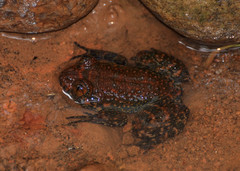 Spinular Night Frog photo 1