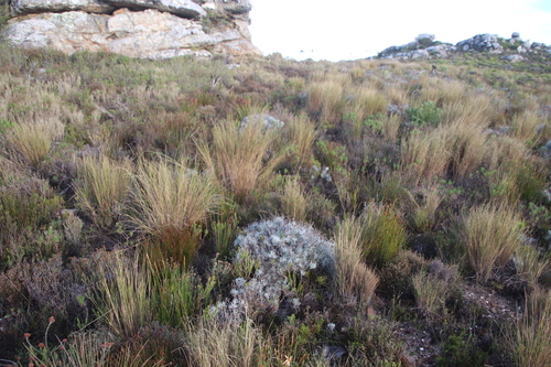 Image of Pentameris macrocalycina by (c) Tony Rebelo, some rights reserved (CC BY-SA)