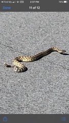Crotalus oreganus helleri
