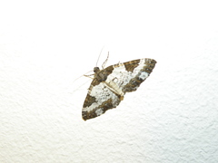 Melanthia procellata