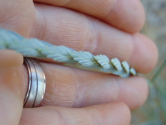 Elymus pycnanthus