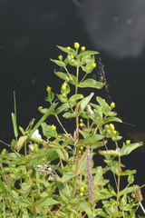 Hypericum maculatum