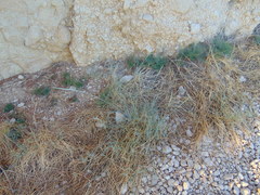 Elymus pycnanthus