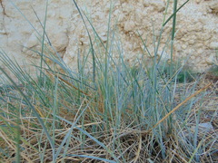 Elymus pycnanthus