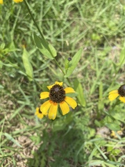 Rudbeckia amplexicaulis