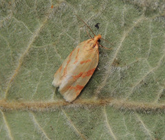 Clepsis pallidana