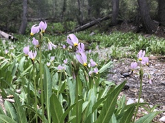Primula fragrans