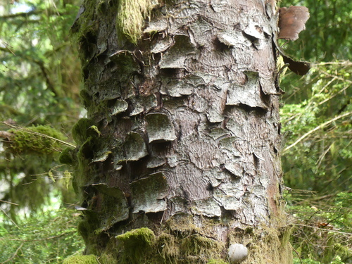 Sitka spruce
