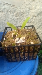 Utricularia longifolia