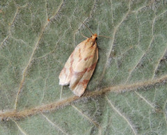Clepsis pallidana