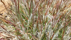 Danthonia unispicata